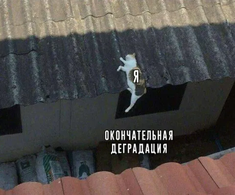Окончательная деградация кота