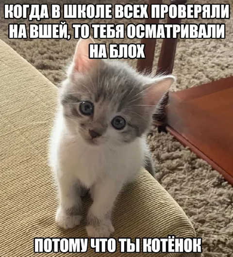 Котёнок после школьной проверки