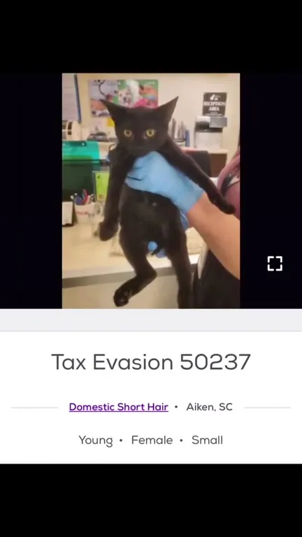 Cats With Unhinged Names