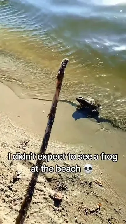 Frog at the Beach Surprise