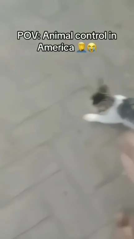 Animal Control in America