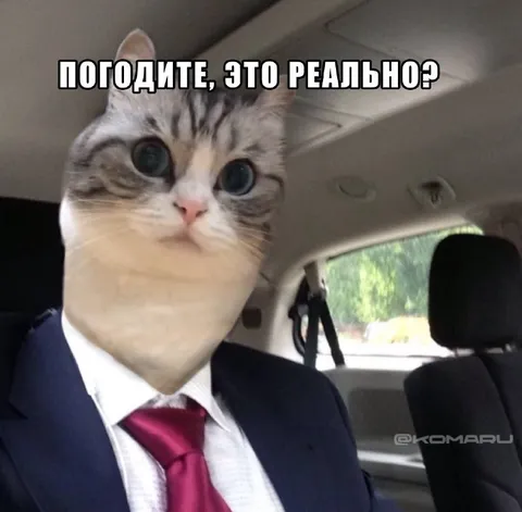 Кот не верит своим глазам