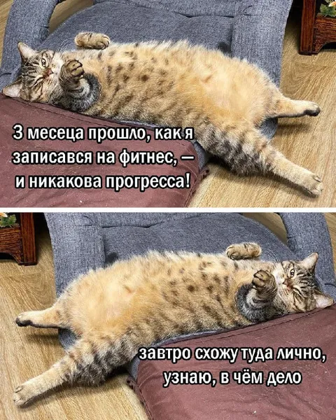 Кот после трёх месяцев фитнеса