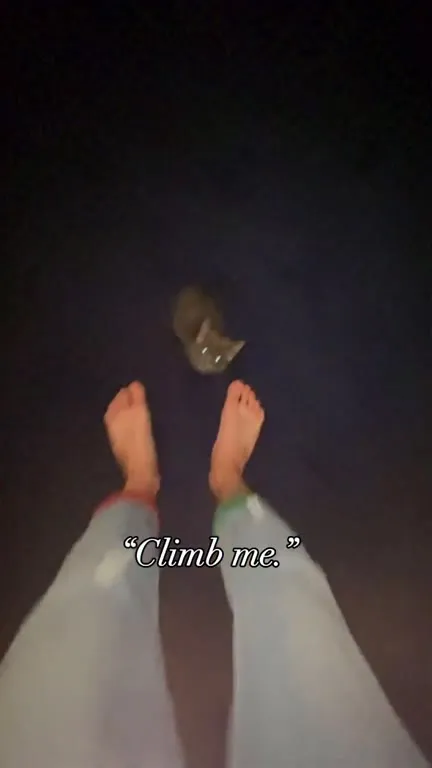 Kitten Climbs Onto Owner