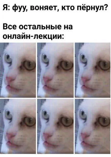 Кот на онлайн-лекции