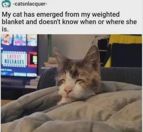 Cat Emerges From Weighted Blanket
