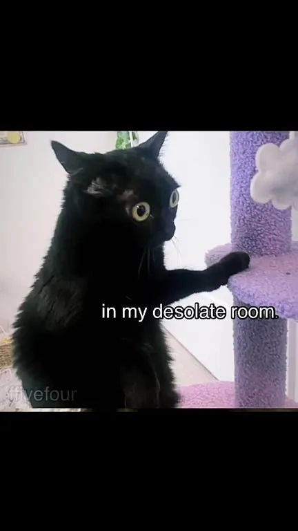 Black Cat Feels Better