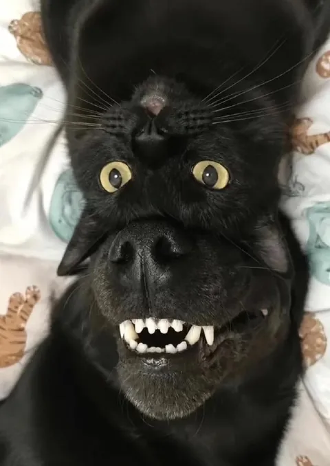 Перевёрнутый чёрный кот с оскалом