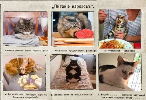 Питание народов: коты разных стран