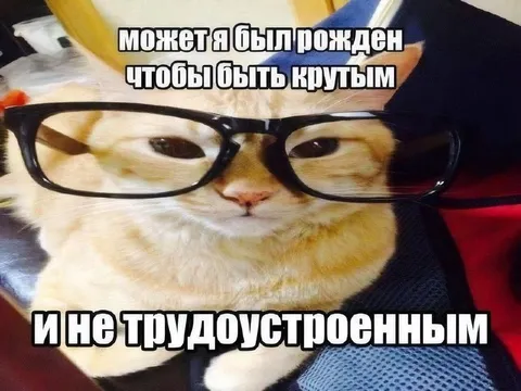 Кот безработный и крутой