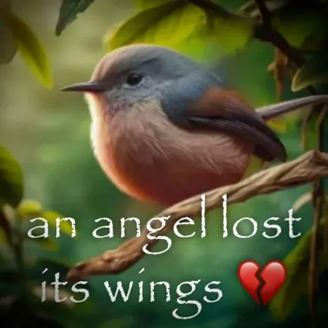 An Angel Lost Its Wings