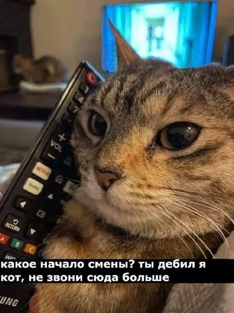 Кот отвечает на звонок