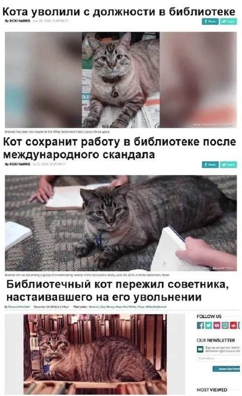 Библиотечный кот пережил скандал