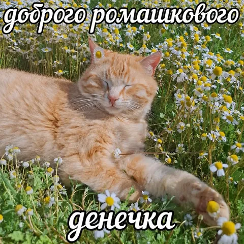 Доброго ромашкового денечка