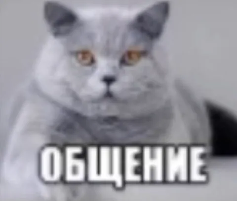 Серьёзный кот и общение