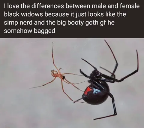 Male and Female Black Widows