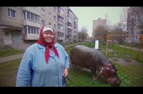 Бабушка и бегемот по соседству