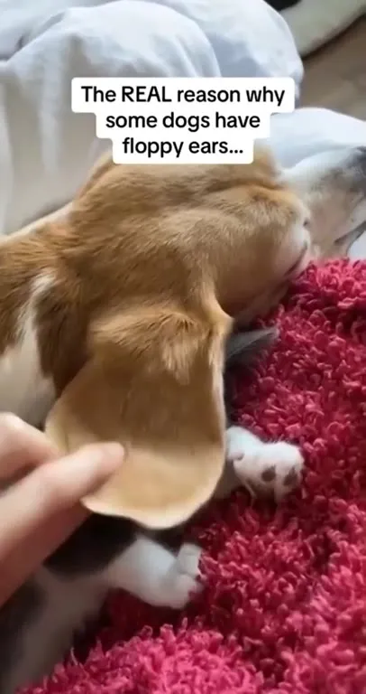 The Real Reason Dogs Have Floppy Ears
