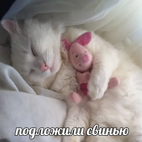 Кот и свинья подложенная