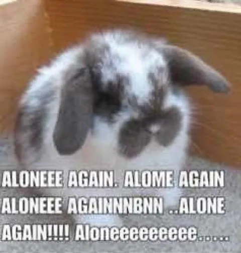 Alone Again Sad Puppy