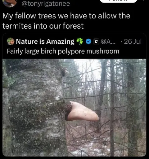 Trees Let the Termites In