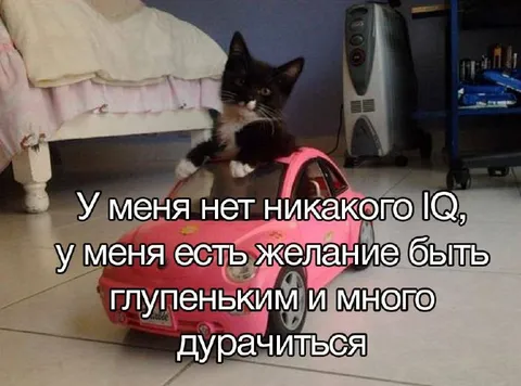 Котик хочет дурачиться