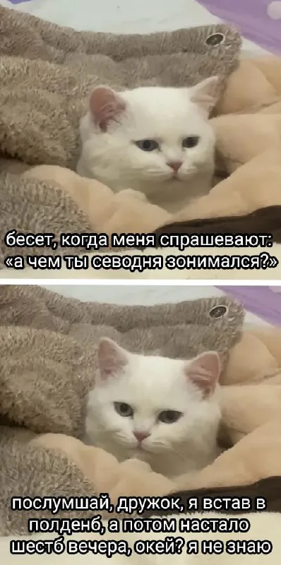 Кот не знает, чем занимался