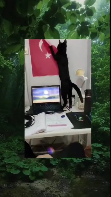Yep, Another Cat Classic