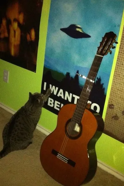 Cat Wants to Play Guitar