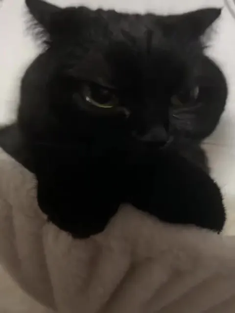 Чёрный кот показывает язык