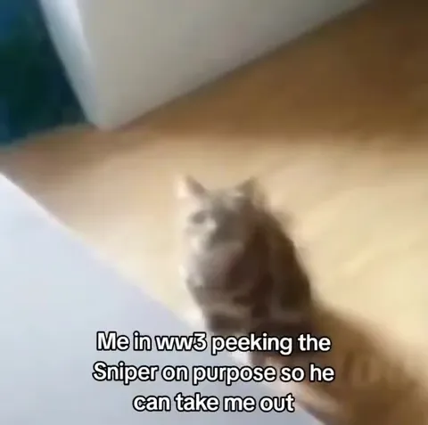 Cat Wants the Sniper to Take Him Out