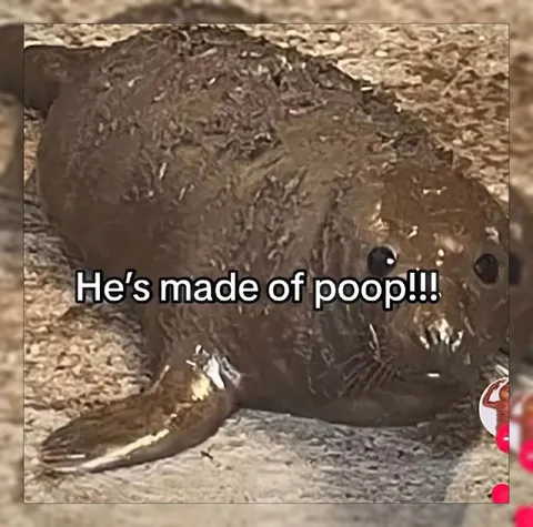 He’s Made of Poop