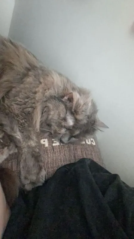 Кот спит на журнале