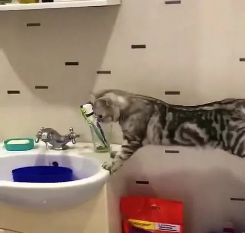 Кот падает в ведро