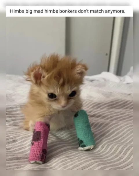 Kitten’s Mismatched Bandages