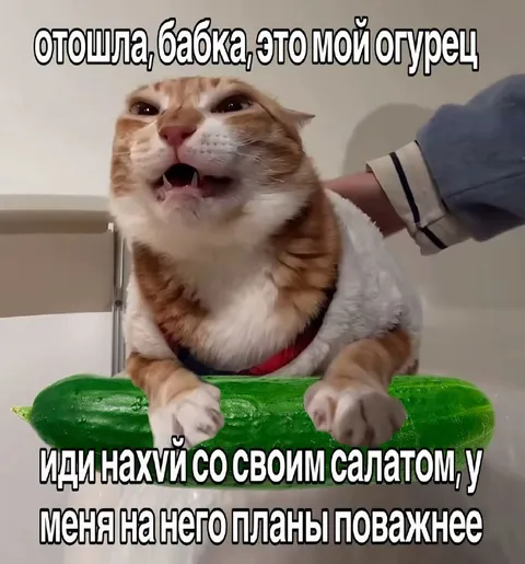 Кот защищает свой огурец