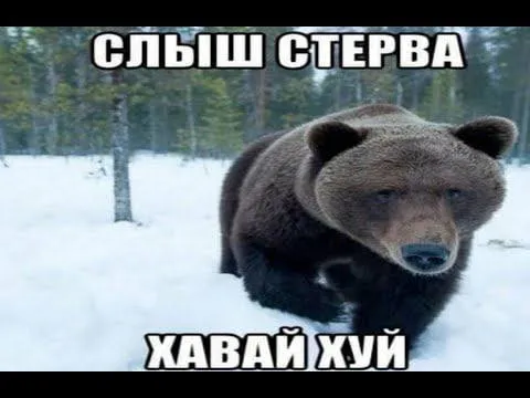 Слышь, стервa, хавай хуй
