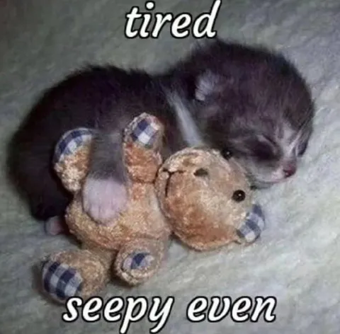 Tired Sleepy Kitten