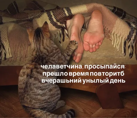 Кот будит человека повторить день