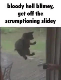 Cat Sliding Off the Slide