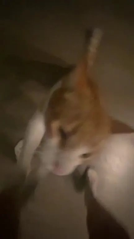 Кот танцует под музыку