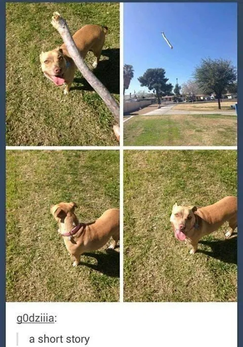 Dog's Short Story