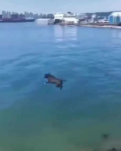 Собака прыгает в воду
