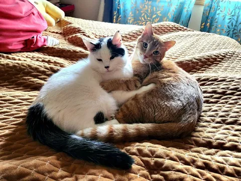 Коты обнимаются на кровати