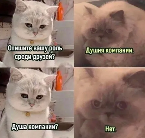 Кот — не душа компании