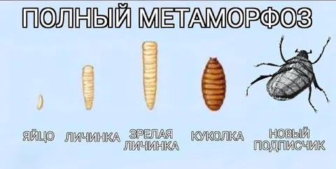 Полный метаморфоз подписчика
