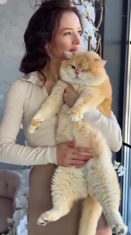 Девушка обнимает огромного кота
