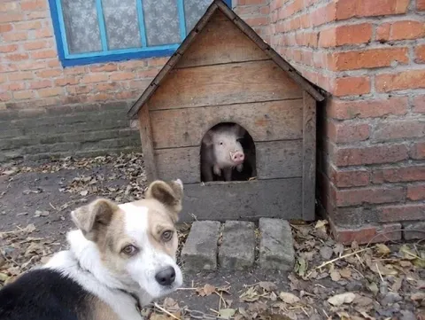Собака и свинья в будке