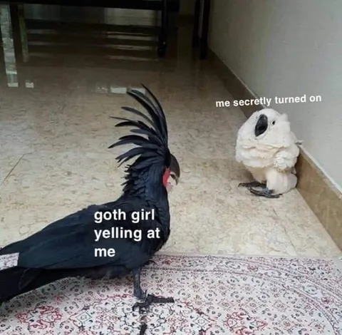 Goth Girl Yelling at Me