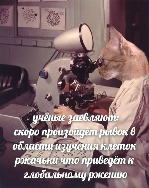 Кот изучает клетки